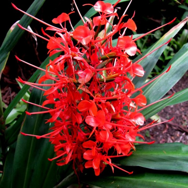 Hedychium Bulbs - Ginger Lily (Red, 3 Bulb)