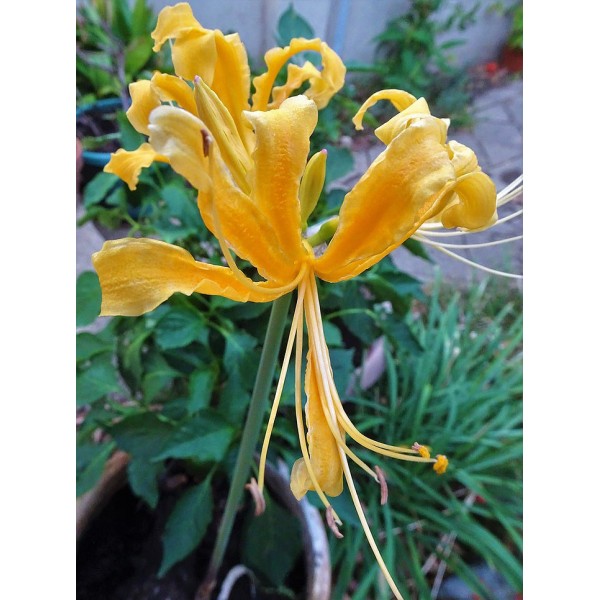 Lycoris, Golden Spider Lily (Yellow, Pack of 5 Bulbs)