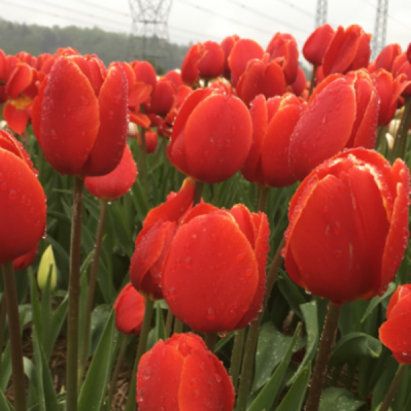 Tulip Bulbs (Miranda Vibrant, Red, Abba,2 Bulb)