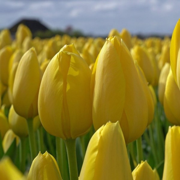 Tulip Bulbs (Yellow Pomponette,Strong Gold, 2 Bulb)