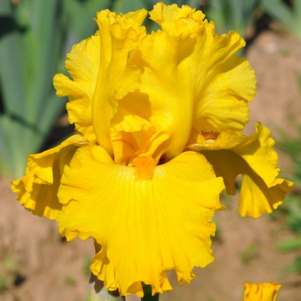 Iris Strong Gold(5 Bulbs)