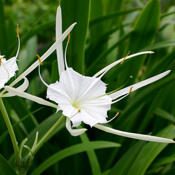Spider Lily Bulbs - Hymenocallis Caribaea, Hymenocallis Speciosa (3 Bulbs)
