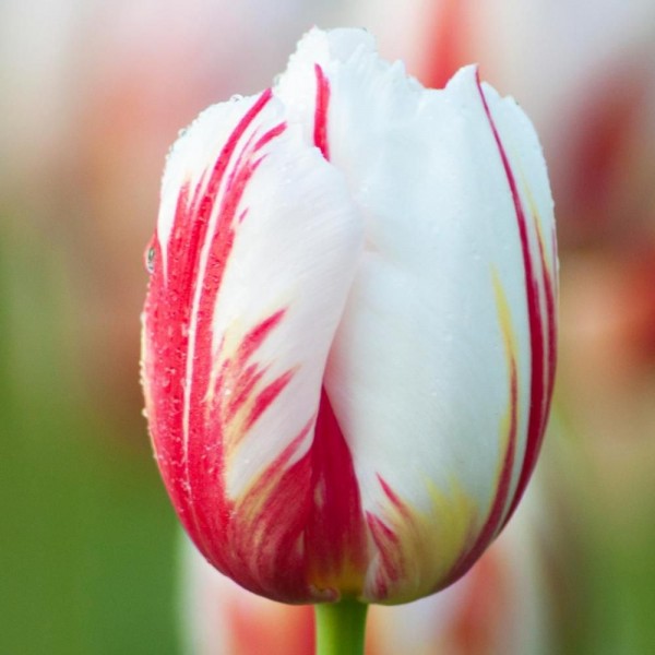 Tulip Bulbs (Happy generation, 2 Bulb)