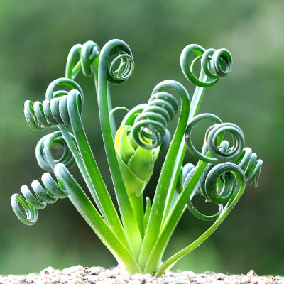 Albuca Spiralis - Frizzle Sizzle Plant