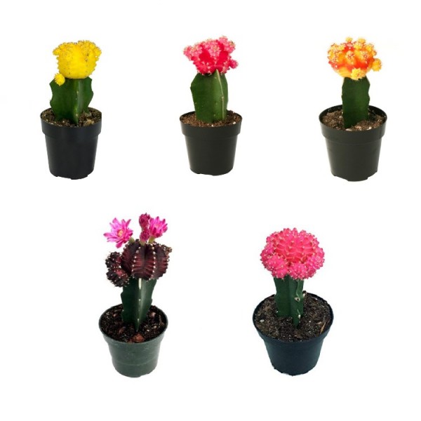 Moon Cactus - Pack of 5 Colors (Red, Pink, Yellow, Orange, Black)