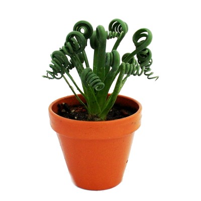 Albuca Spiralis - Frizzle Sizzle Plant