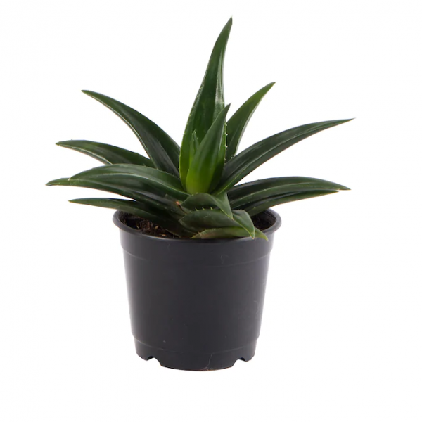 Aloe Gastrolea Succulent Plant