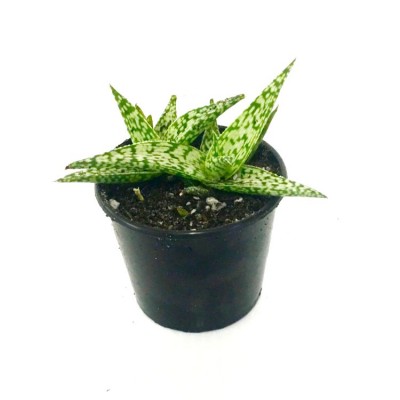 Aloe Snowstorm Succulent Plant