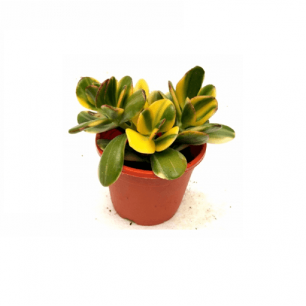 Crassula Ovata Variegated Succulent Plant