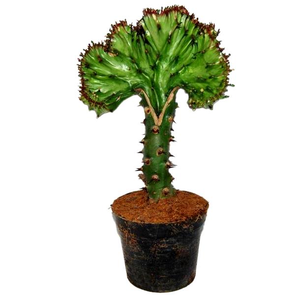 Euphorbia Lactea Cristata Green