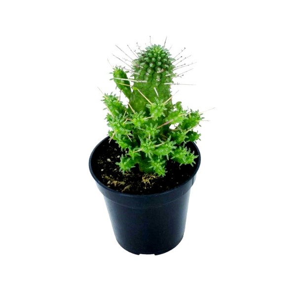 Euphorbia Mammillaris Green Cactus Plant