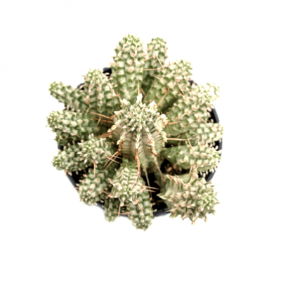 Euphorbia Mammillaris Variegata Cactus Plant