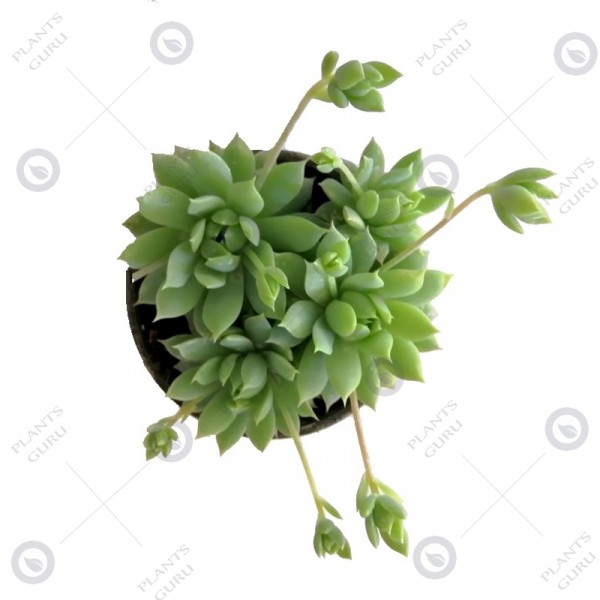Graptopetalum Macdougallii Succulent Plant 
