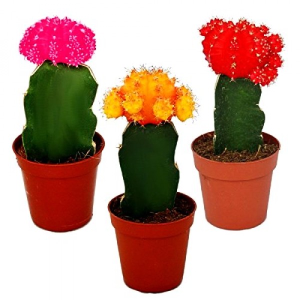 Moon Cactus - Pack of 3 Colors (Red, Pink, Orange)