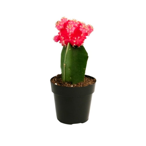 Moon Cactus Red - Grafted Colorful Cactus