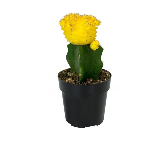 Moon Cactus Yellow - Grafted Colorful Cactus