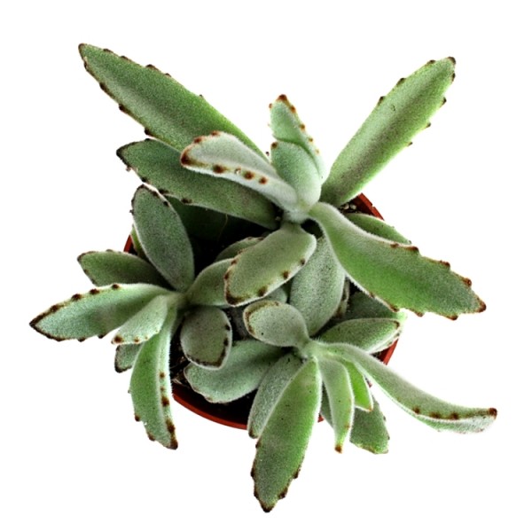 Kalanchoe Tomentosa Plant