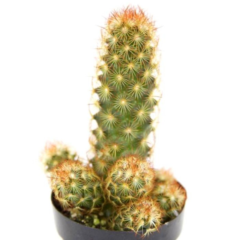 Lady Finger Cactus Mammillaria Elongata