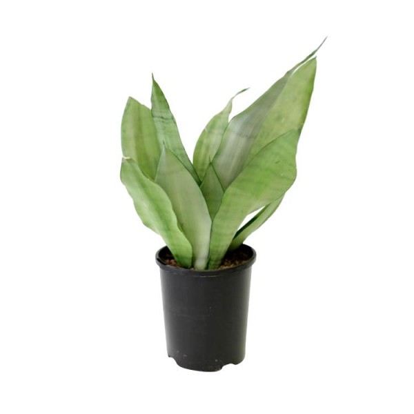 Sansevieria Moonshine, Snake Plant - Mother in Law Tongue Plant