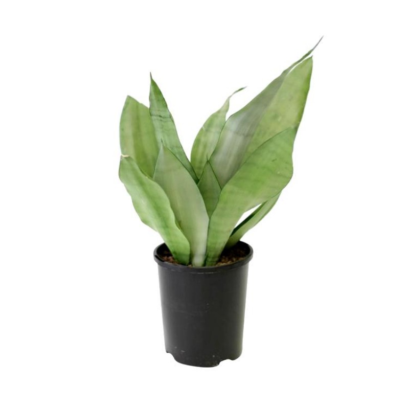 Buy Sansevieria Moonshine succulent plant online at