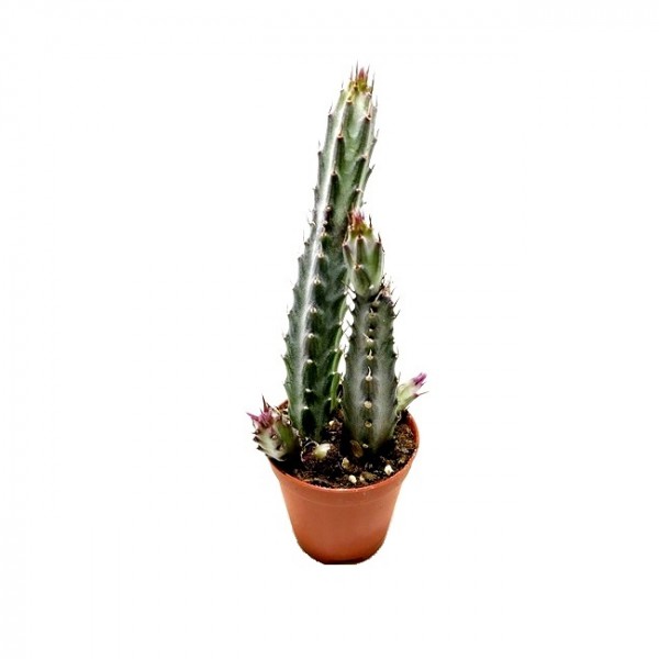 Senecio Stapeliiformis Cactus