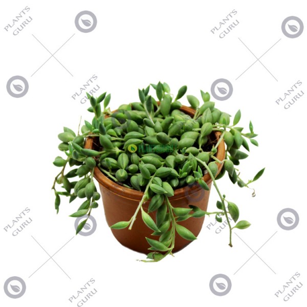 Senecio Rowleyanus succulent plant