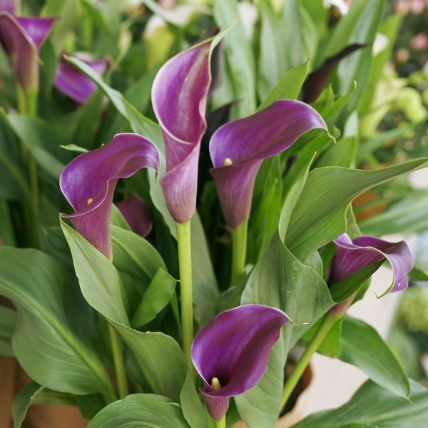 Calla Lily bulbs (Purple, 4 bulb)