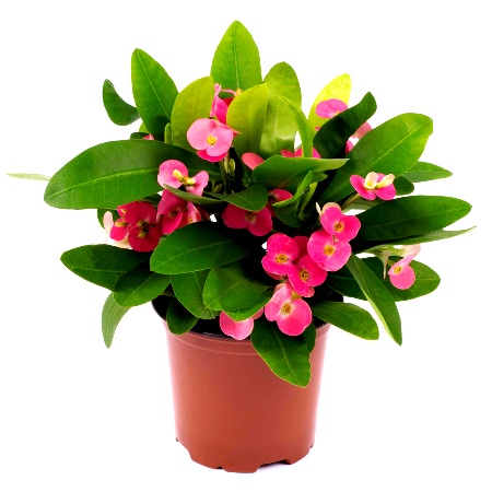 Buy Euphorbia (Crown of Throns) Orange Plant online at plantsguru.com