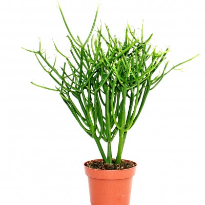 Euphorbia Tirucalli Plant - Pencil Tree, Firestick