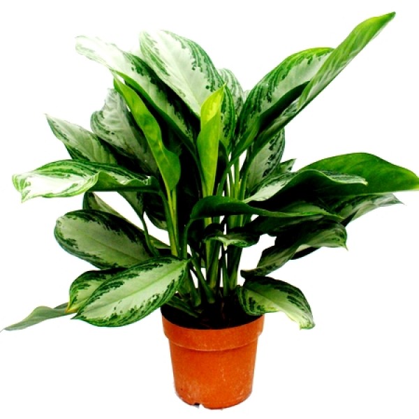 Aglaonema Green Plant - Chinese Evergreen