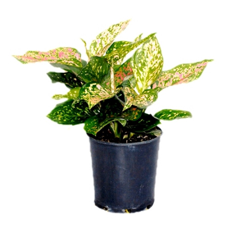 Buy Aglaonema  Plant Red Mix Chinese Evergreen online best 