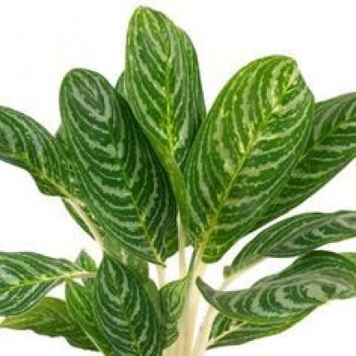 Aglaonema Silver Queen Plant  - Chinese Evergreen, Aglaonema Stripes