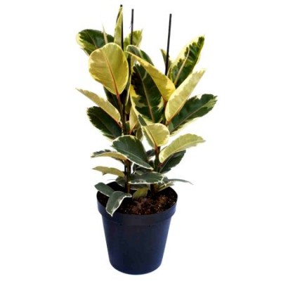Ficus Elastica - Baby Rubber Plant Variegated