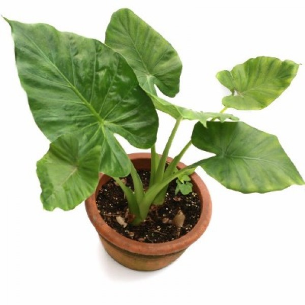 Alocasia Green - Elephant Ear Plant