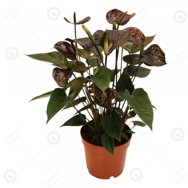 Anthurium Black - Flamingo Flower, Laceleaf, Tailflower Plant