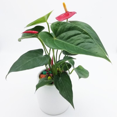 Anthurium Red Plant in White Ceramic Cylindrical Planter
