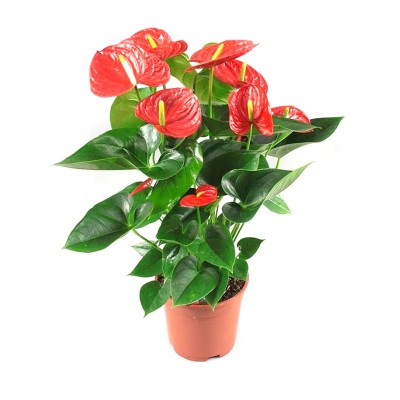 Anthurium Red Plant- Flamingo Flower, Laceleaf, Tailflower Plant