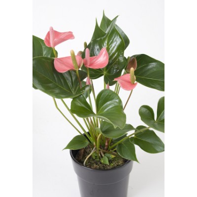 Anthurium Pink Plant - Flamingo Flower, Laceleaf, Tailflower Plant