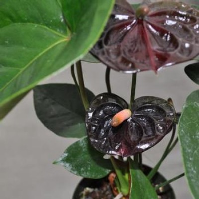Anthurium Black - Flamingo Flower, Laceleaf, Tailflower Plant