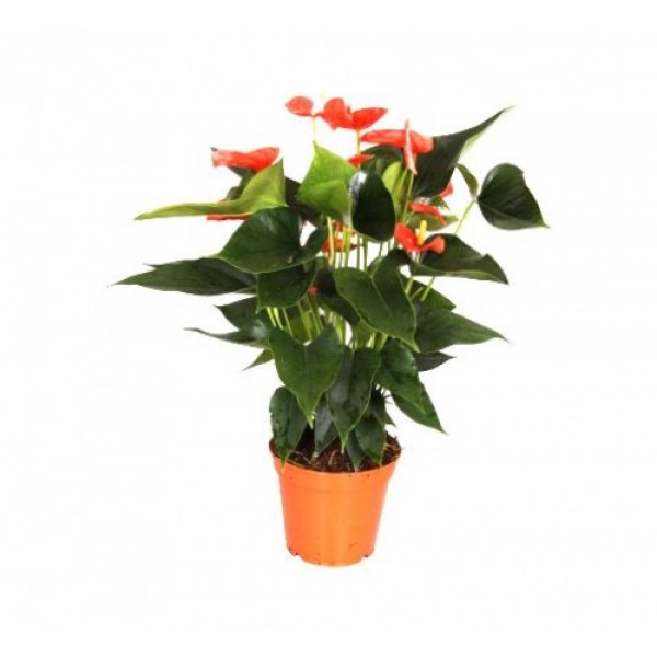 Anthurium Orange - Flamingo Flower, Laceleaf, Tailflower Plant