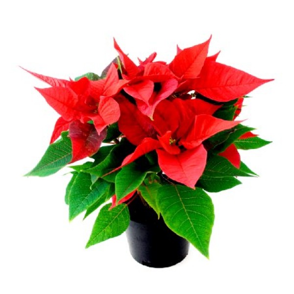 Poinsettia Red Plant