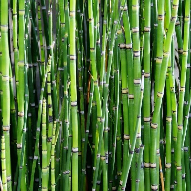 How To Grow Bamboo Without It Taking Over Your Yard