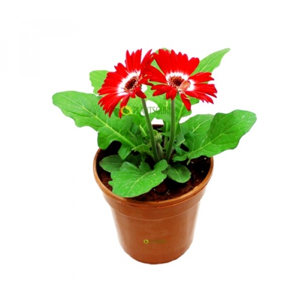 Gerbera Red Plant - African Daisy