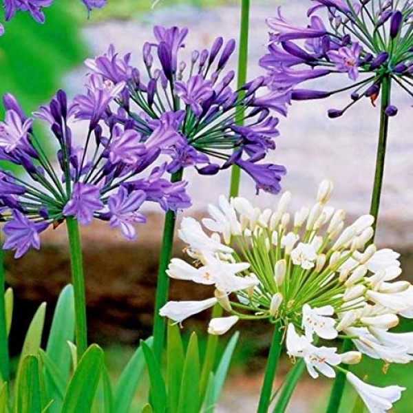 Agapanthus Bulbs (Pack of 2 Bulbs, Mix Color)