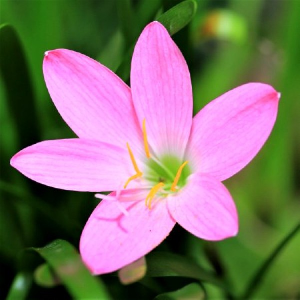 Zephyranthes Bulbs (Light Pink, 5 Bulb)
