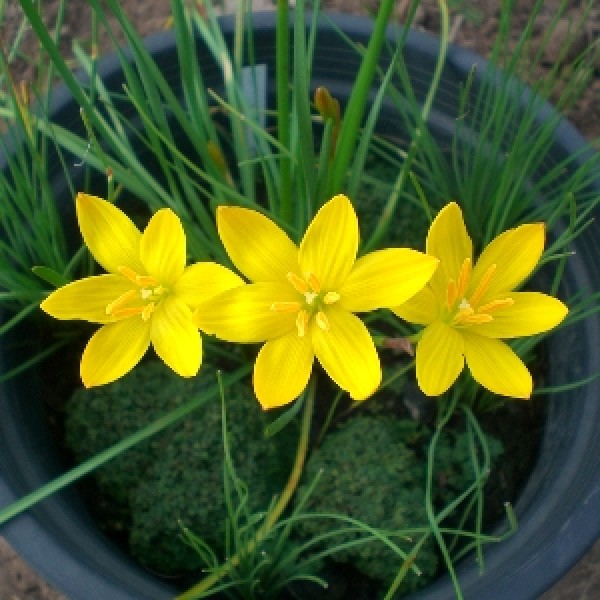 Zephyranthes Bulbs (Yellow, 5 Bulb) - Rain Lily Bulbs