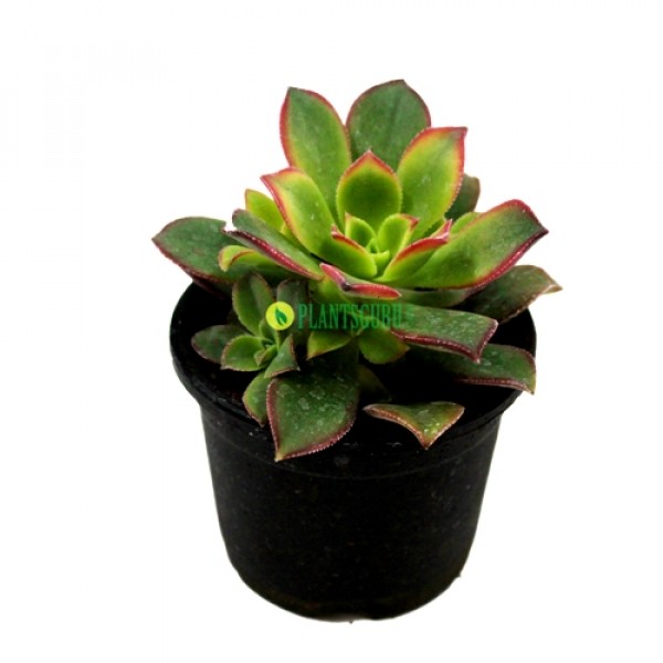 Aeonium Kiwi - haworthii ‘Dream Color’ Succulent Plant 