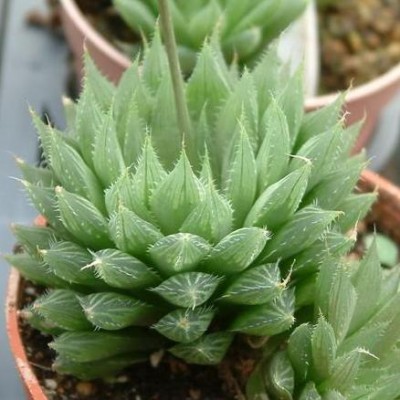 Haworthia Cooperi Star Succulent Plant