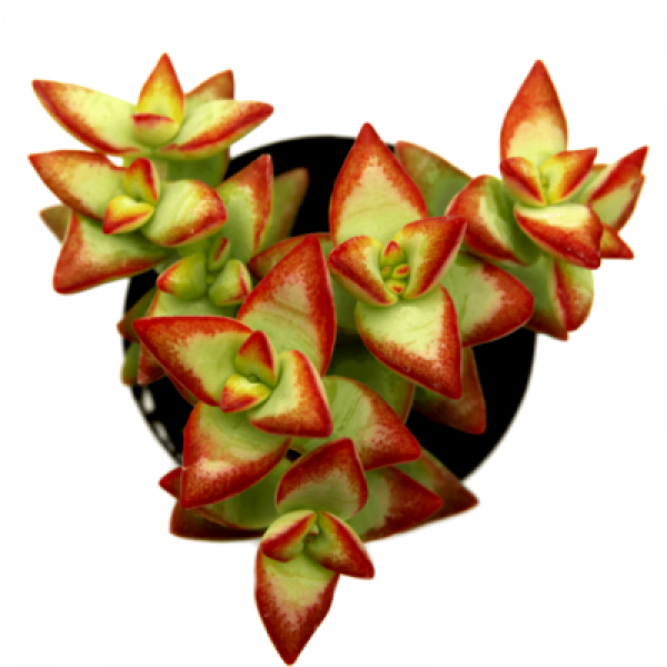 Crassula Perforata Plant