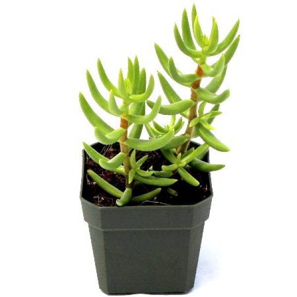 Crassula Tetragona - Miniature Pine Plant